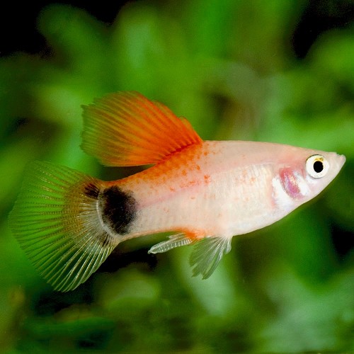 Xiphophorus maculatus - Platy rote topf hohe flosse M